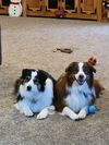 The Dogs