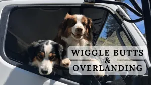 Wiggle Butts Gone Wild: Exploring the Great Outdoors with Australian Shepherds on Camping Trips!